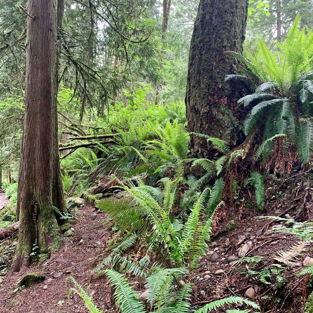 Bullet Dodger Trail
