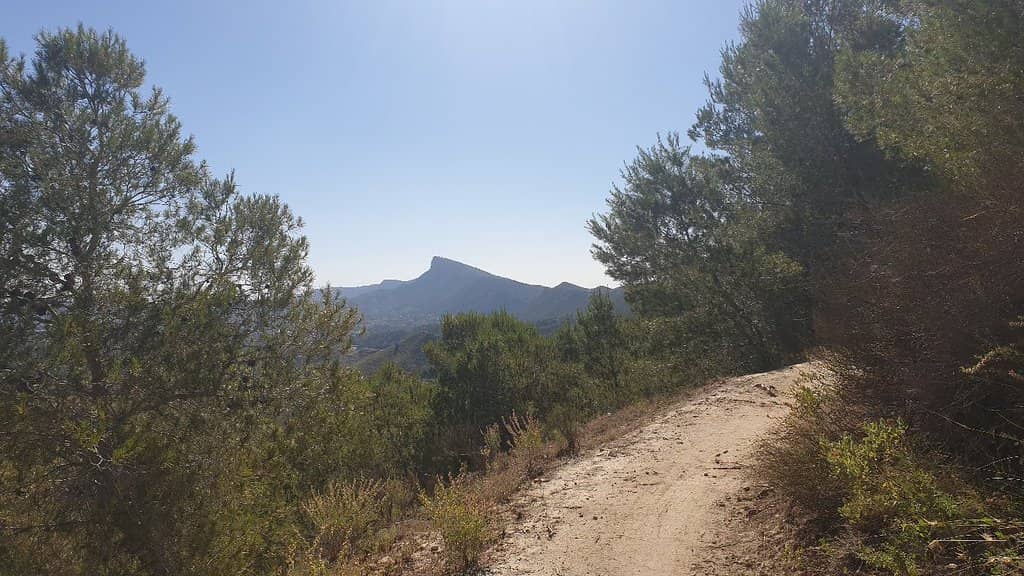 Lush Mediterranean Forest