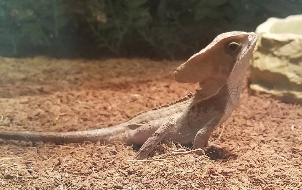 Exotic Animal Encounters