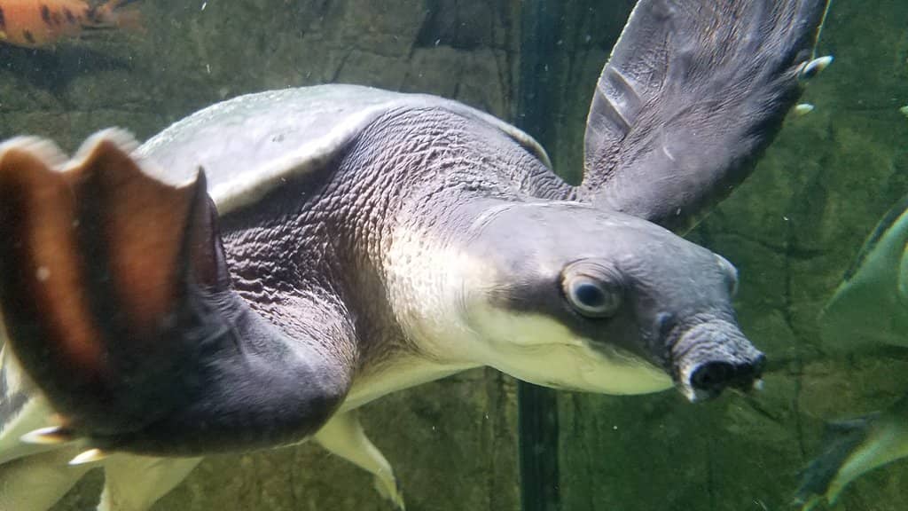 Rare Albino Alligator