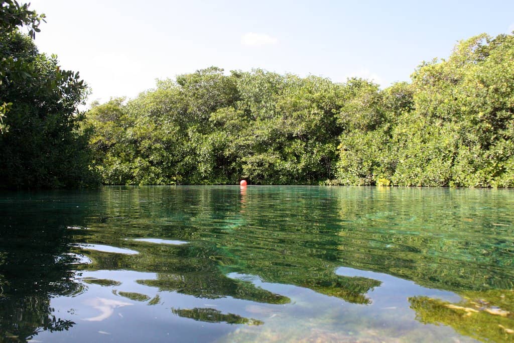 Encounter Panchito the Crocodile