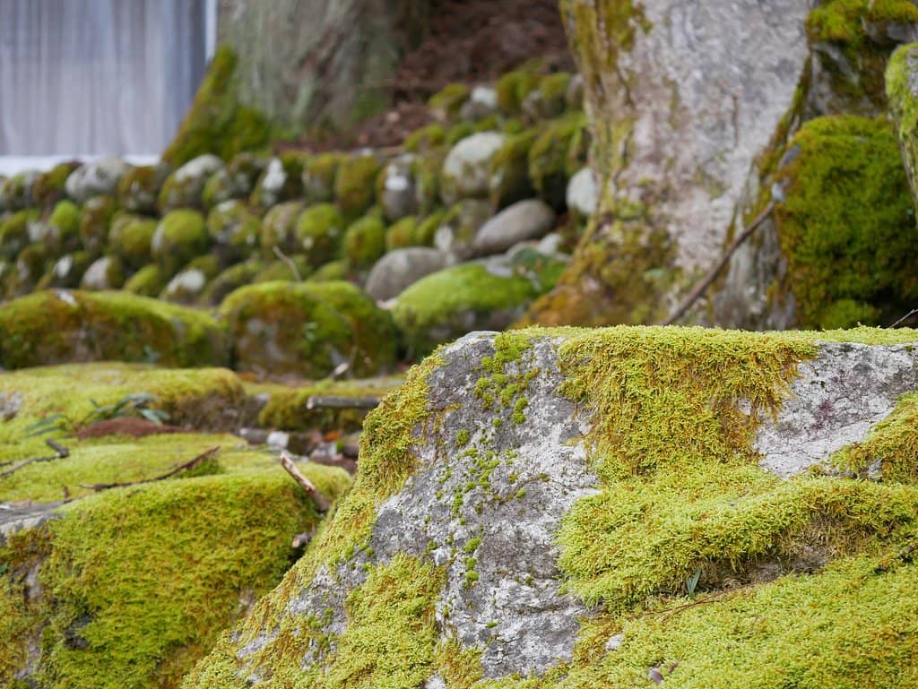 Doburoku Festival Atmosphere