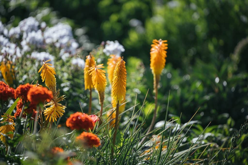 Glasshouses Galore