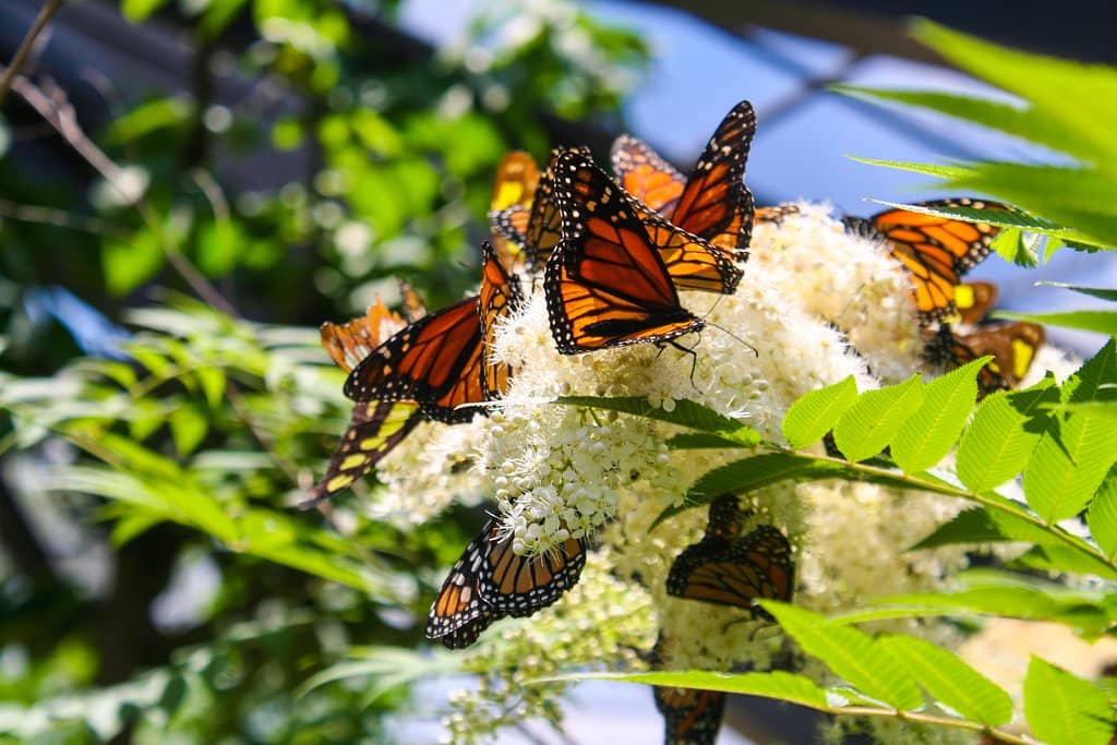 Water Lily Weigh Off