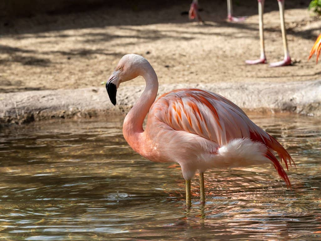 Diverse Animal Habitats