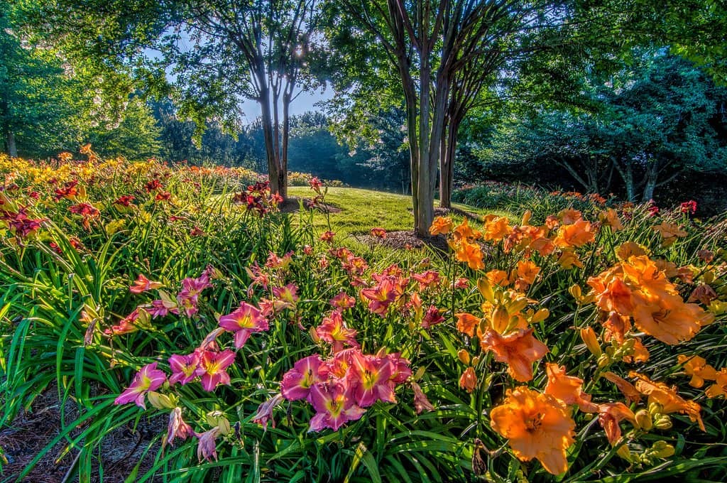 Wildflower Fields