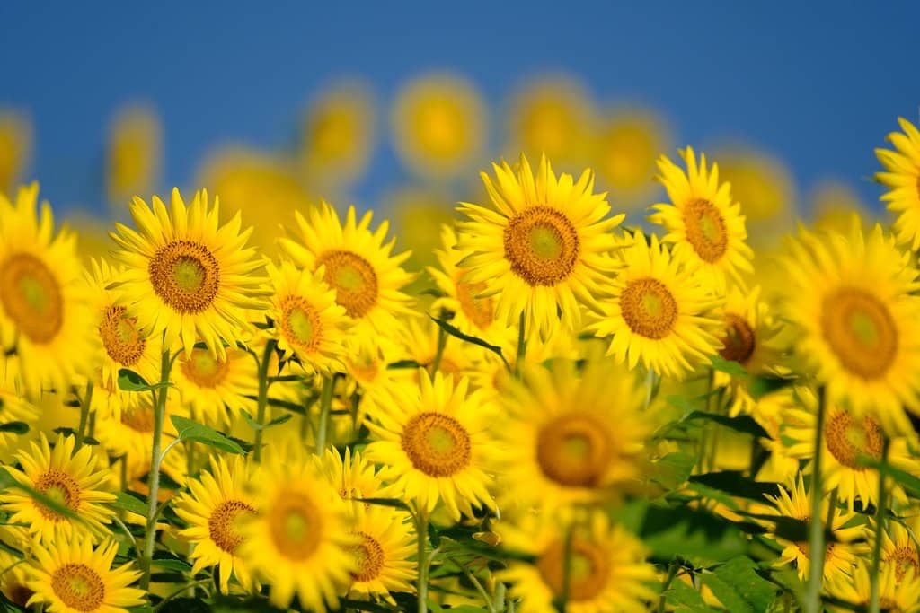 Sunflower Fields