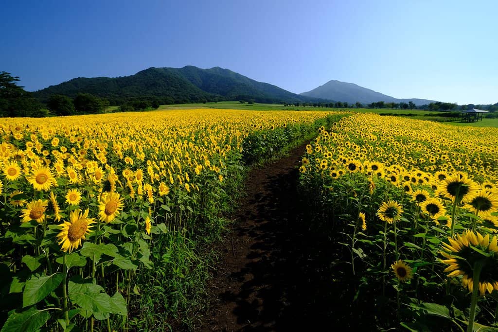 Artisan Cheeses & Dairy Products