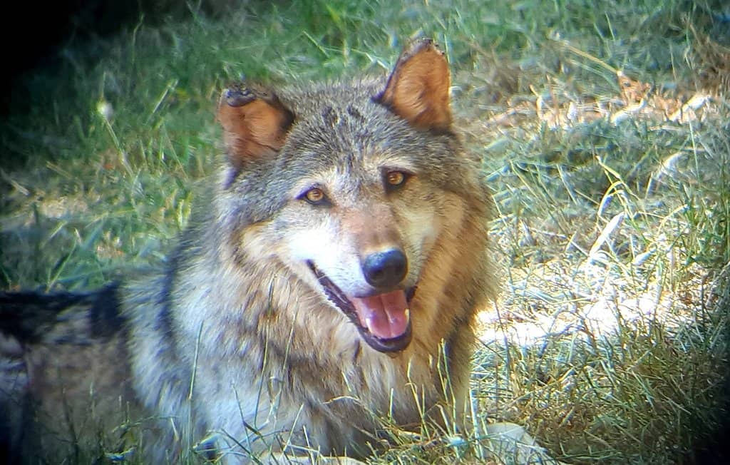 Diverse European Wildlife