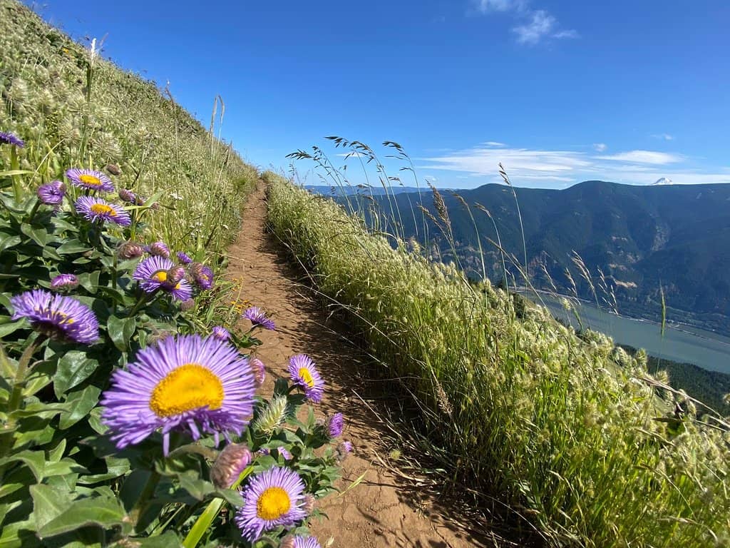 Wildflower Spectacle