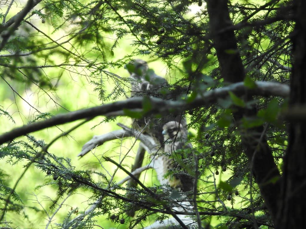 Highlights