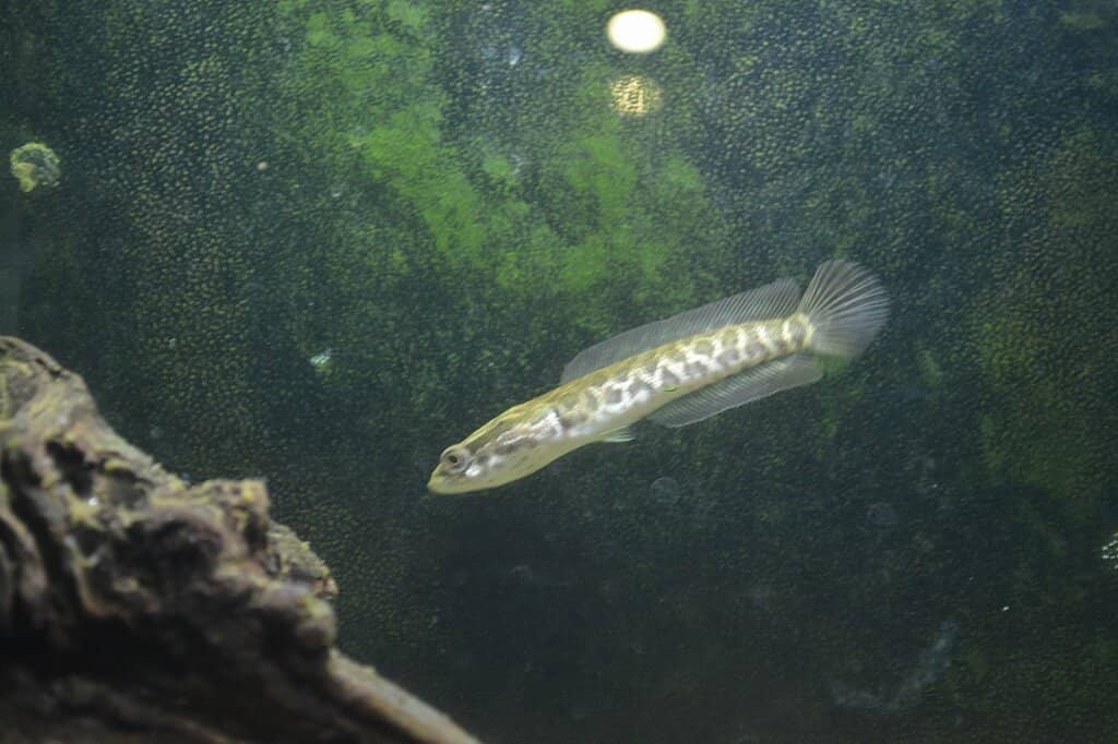 Salamander Showcase