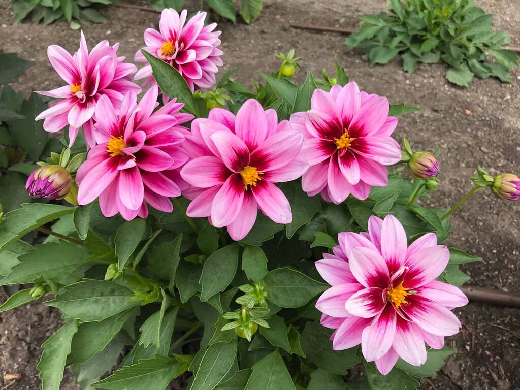 Cottage Garden