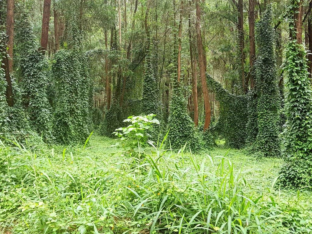 Karura Falls