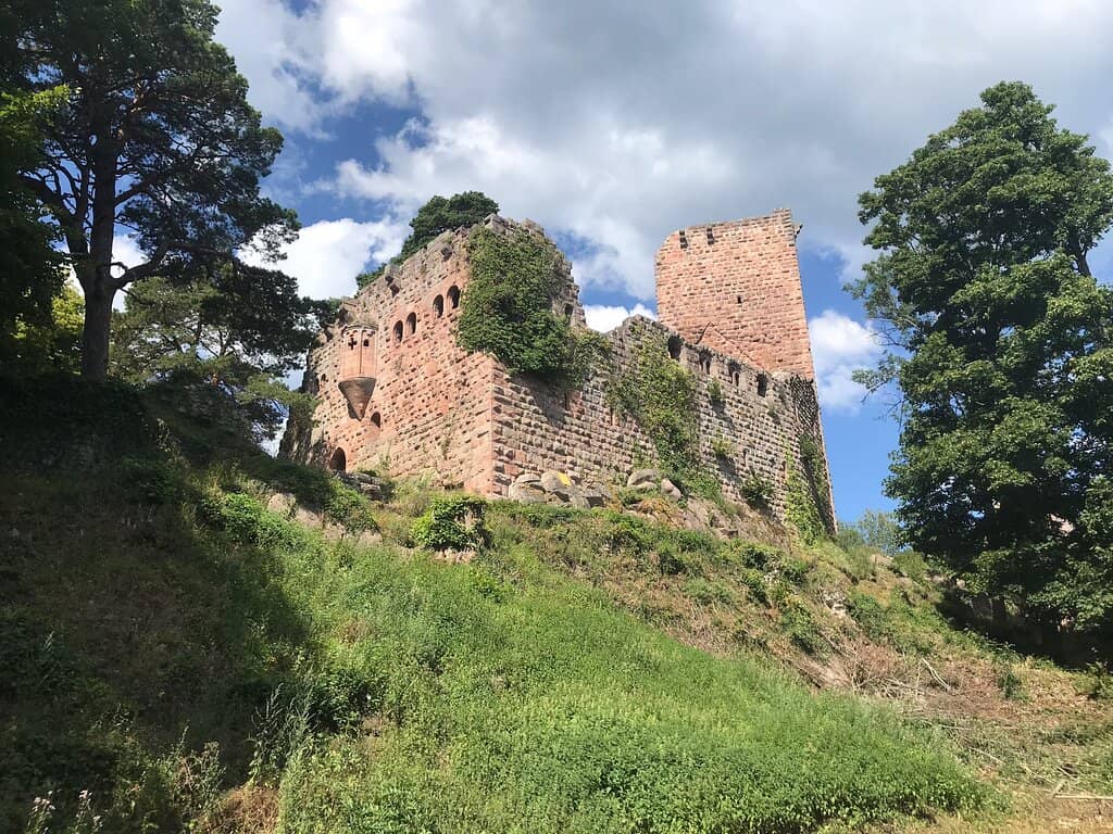 Forest Hiking Trails