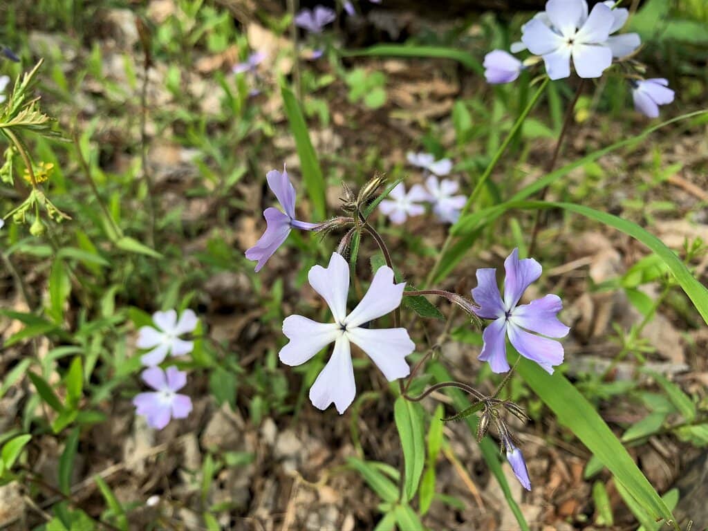 Wooded Hiking Trails