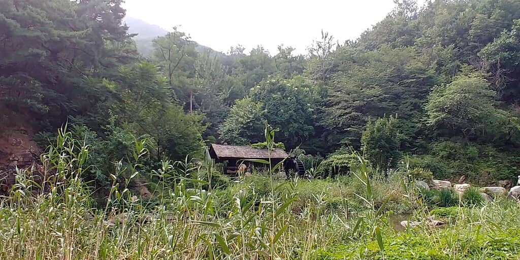 Fish Pond