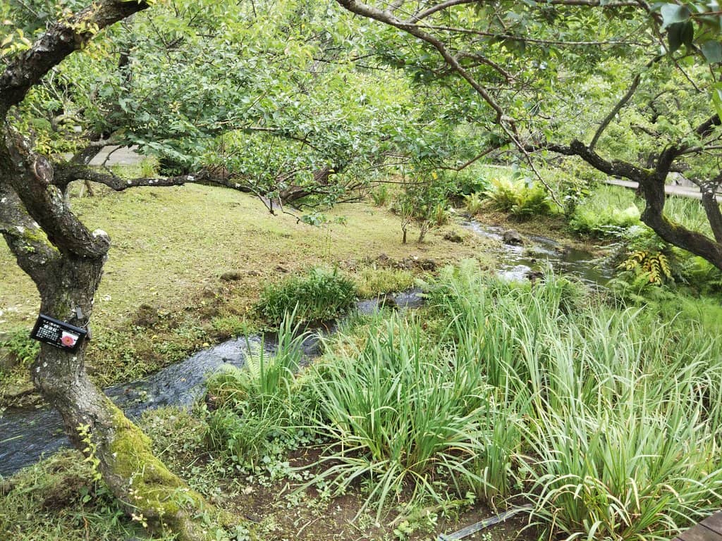 Tropical Greenhouse Oasis