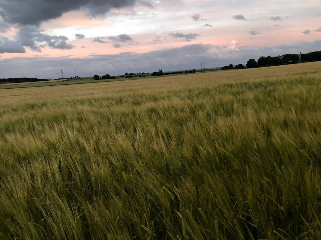 Woodland Walking Trails