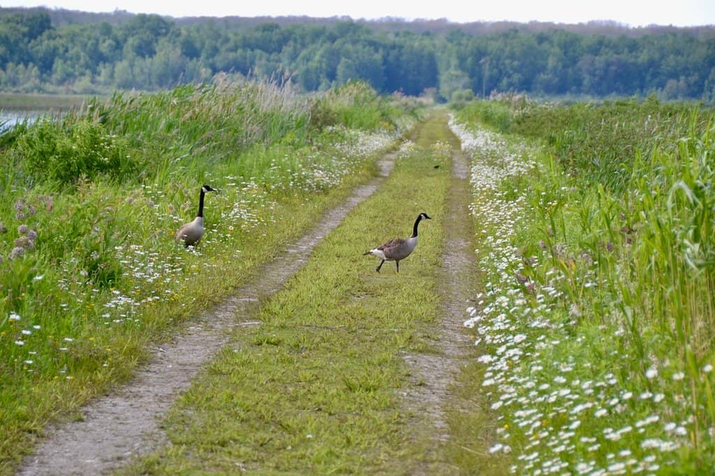 Marsh Viewing Mound