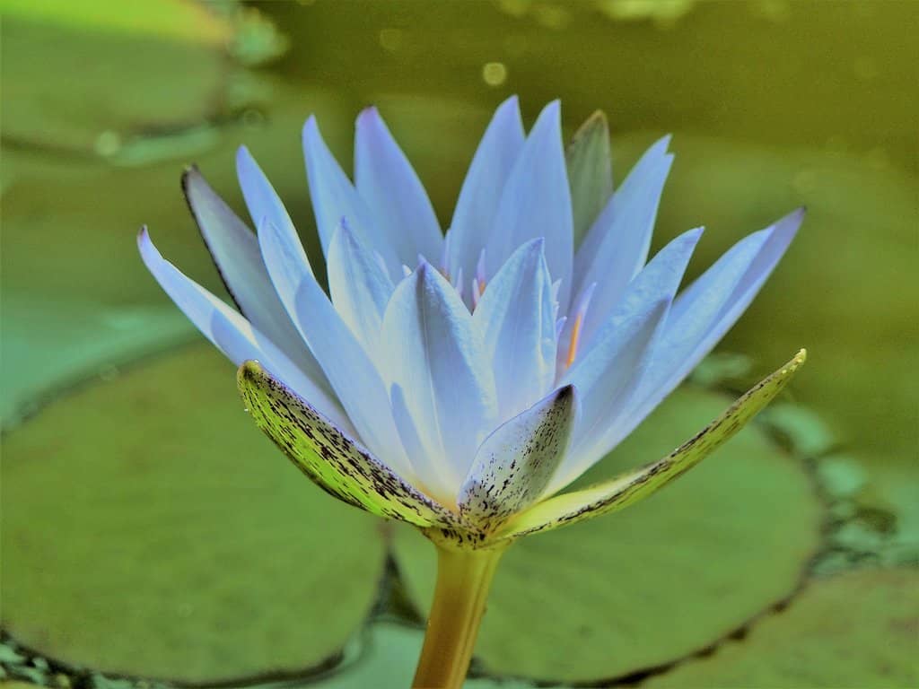 Ainu People's Traditional Plants
