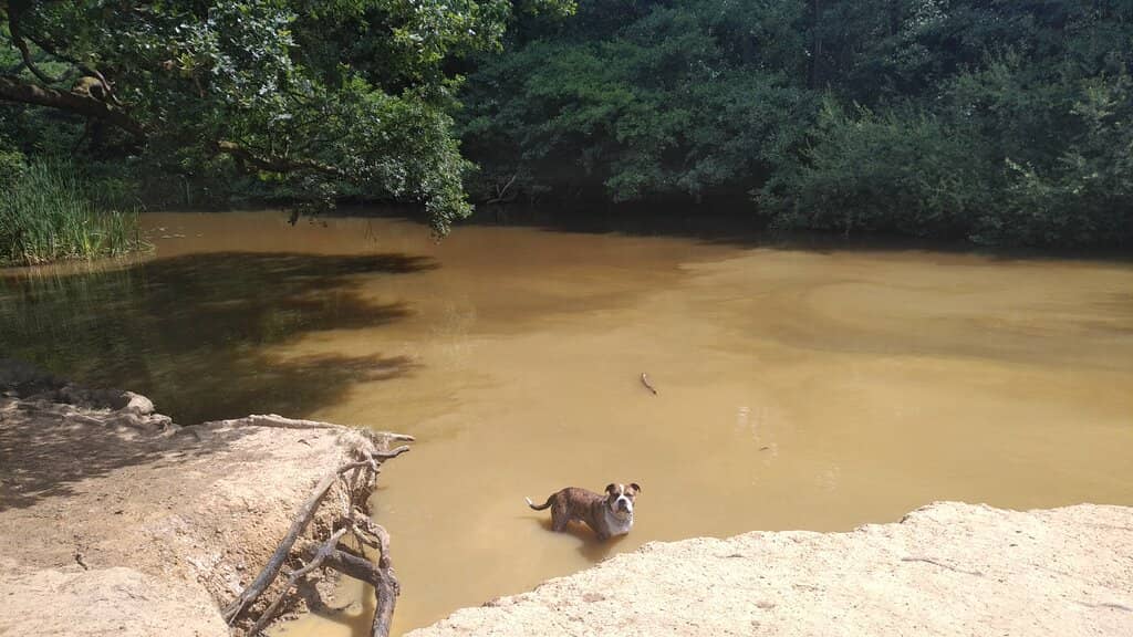 Tranquil Lakes and Ponds