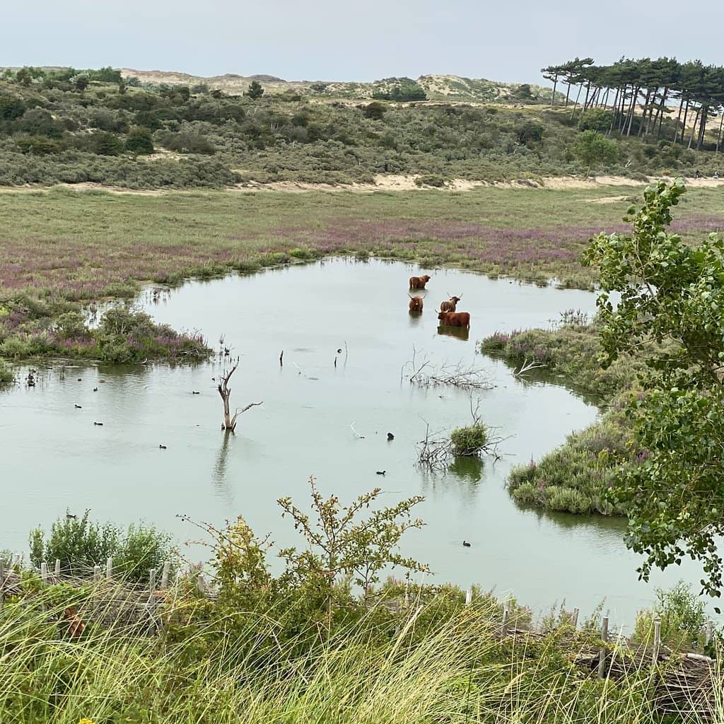 European Bison