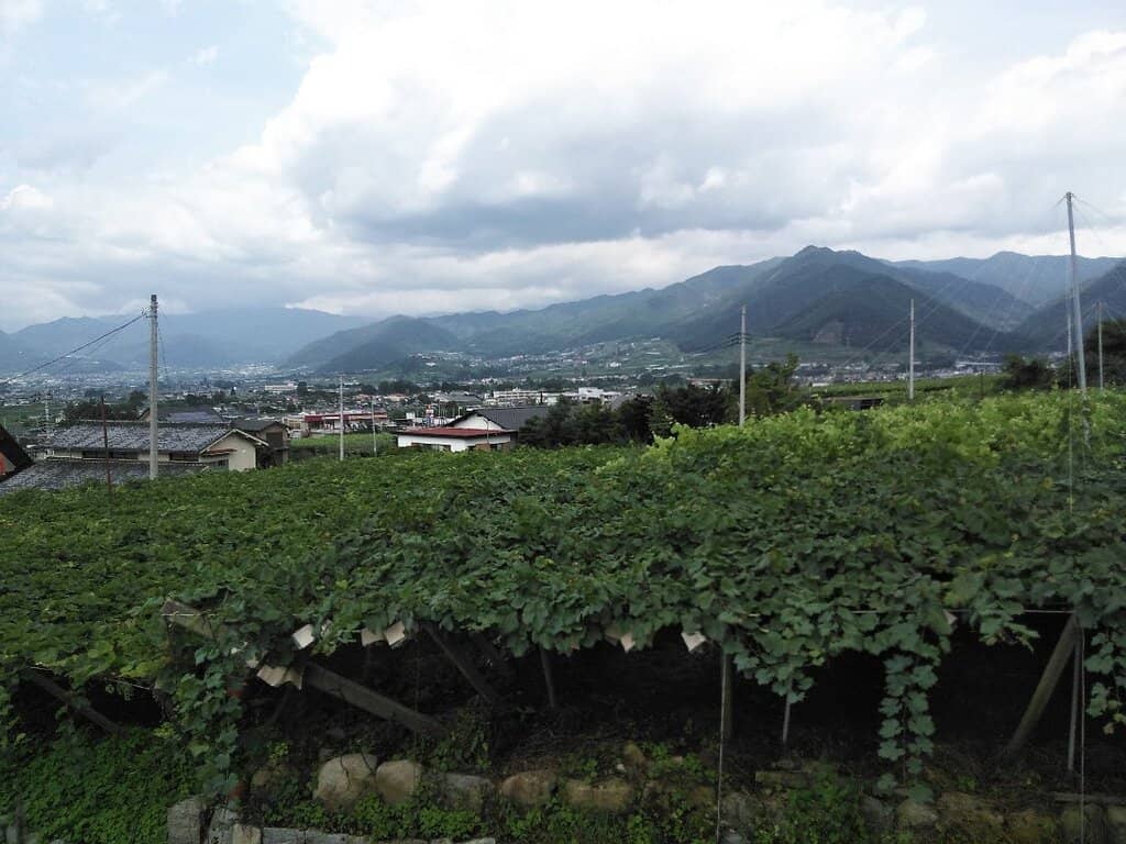 Award-Winning Kyuyashiki Chardonnay