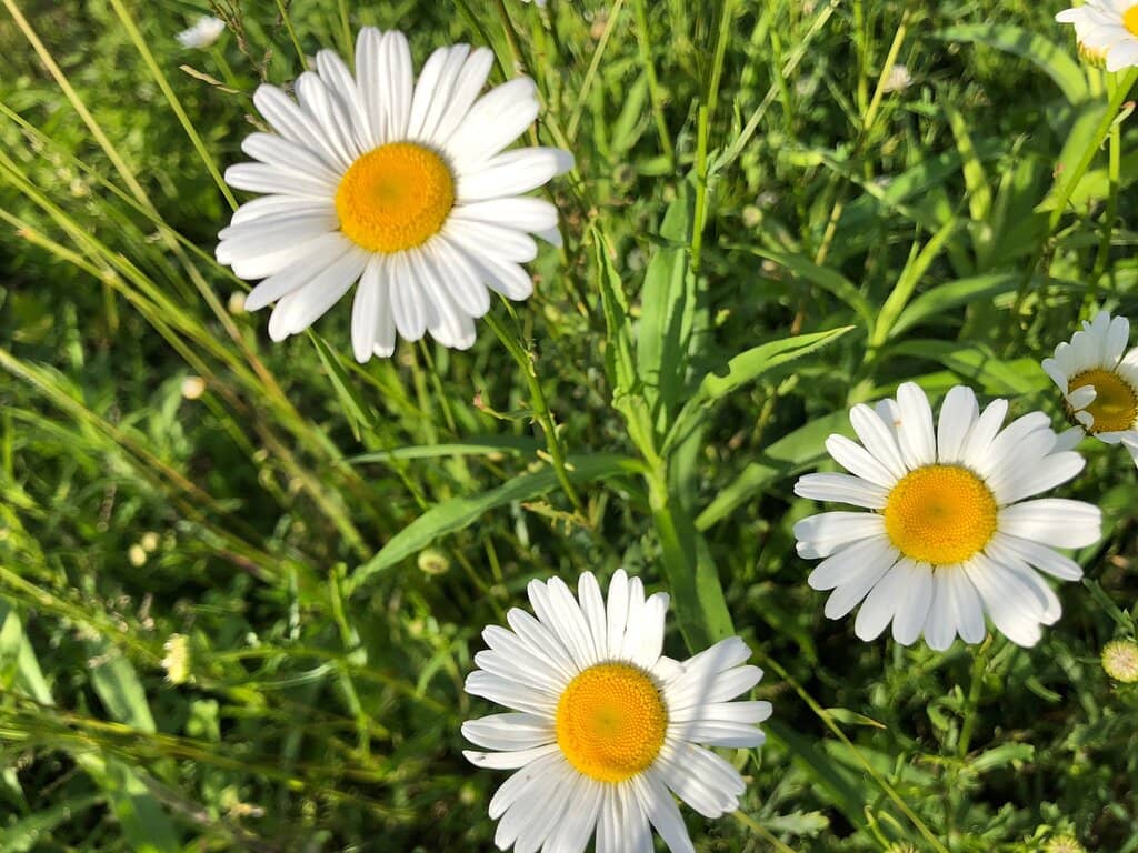 Shale Rock Concretions