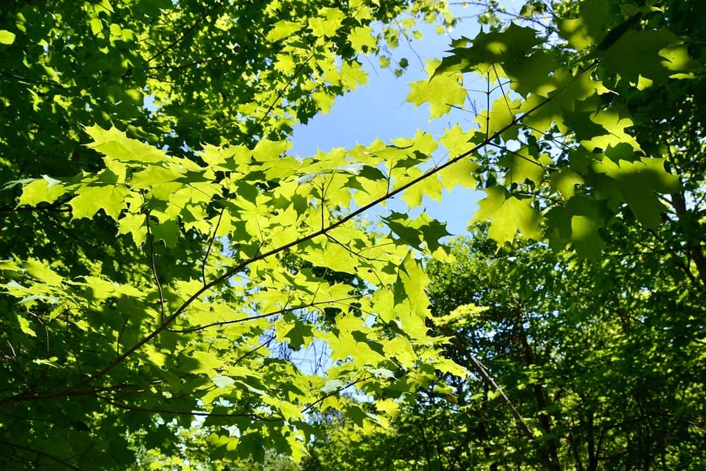 Vertical photo