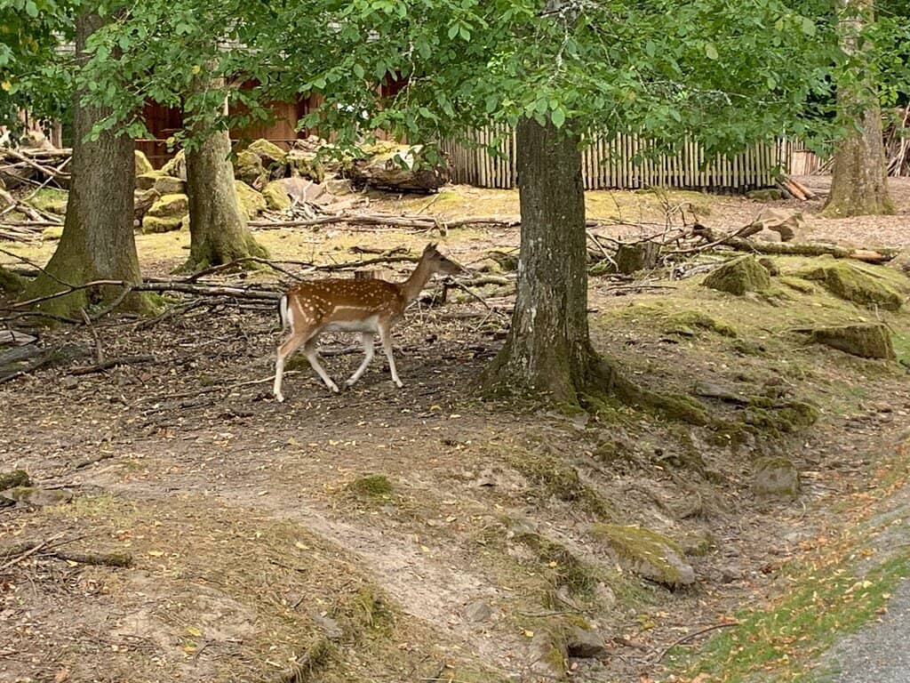 Wildcat & Lynx Viewing