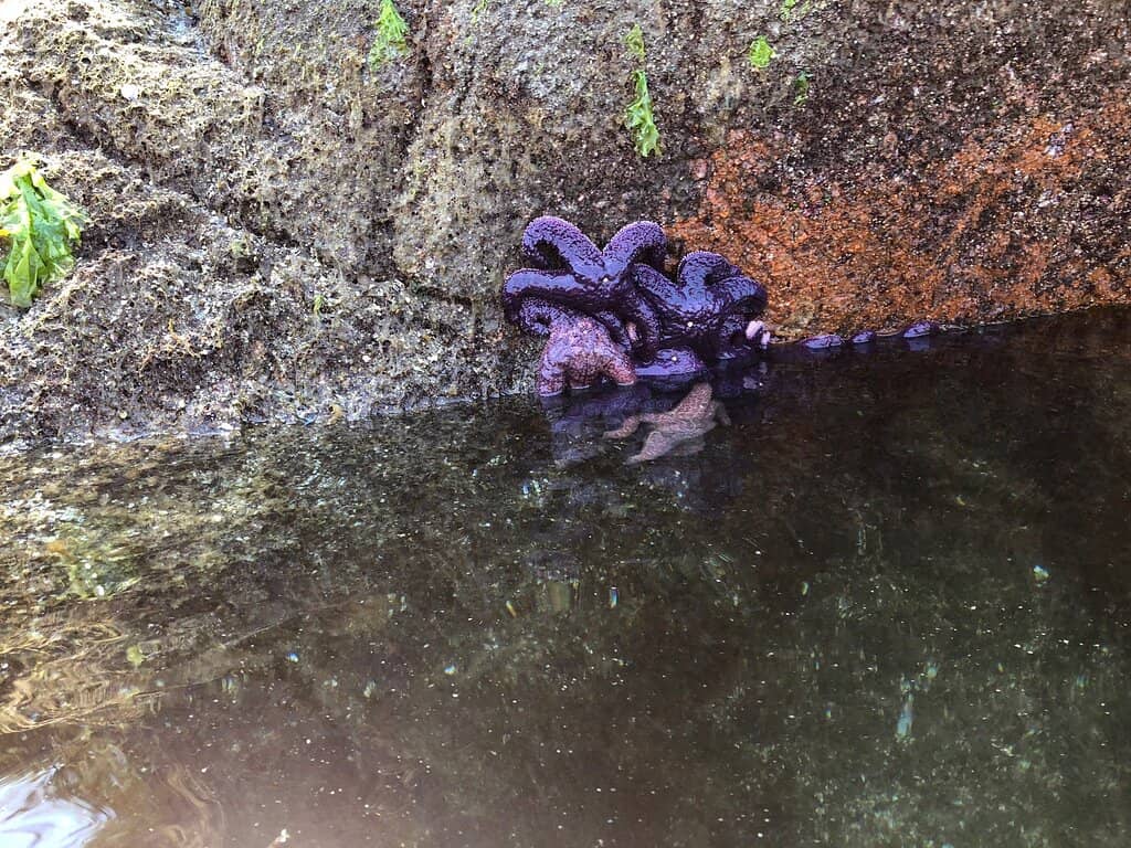 Designated Tent Platforms