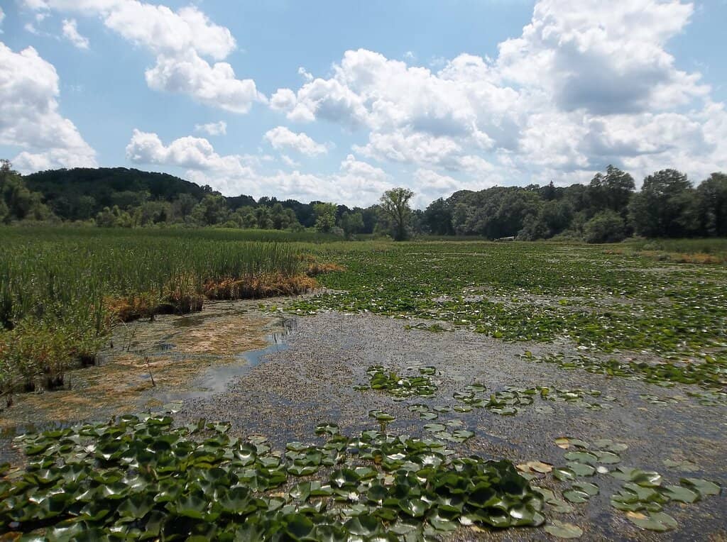 Playgrounds and Open Fields
