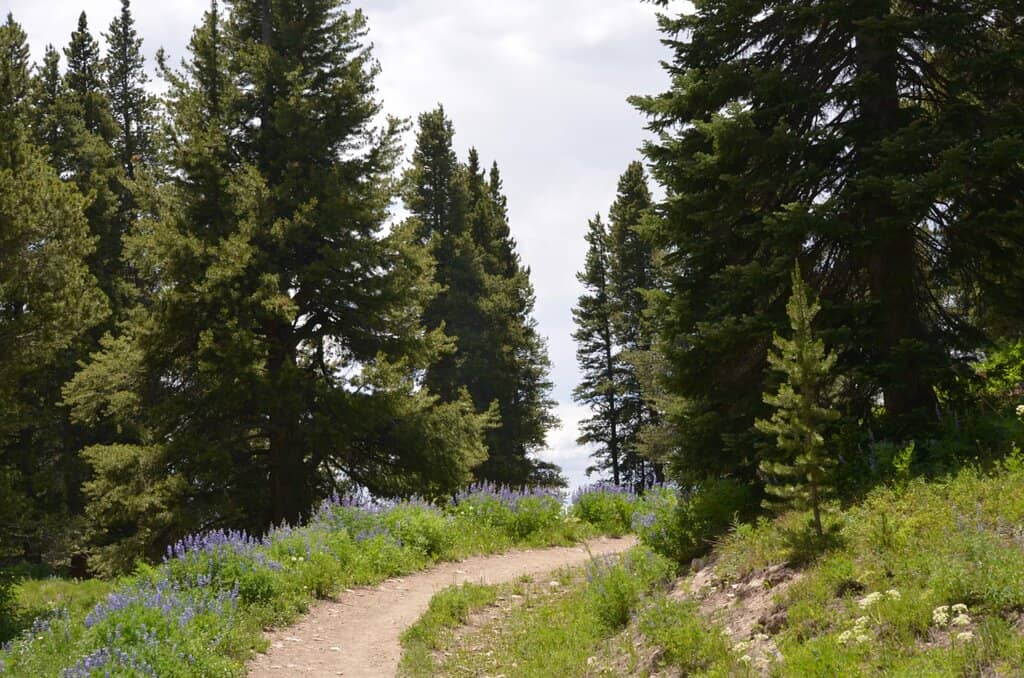Aspen Groves