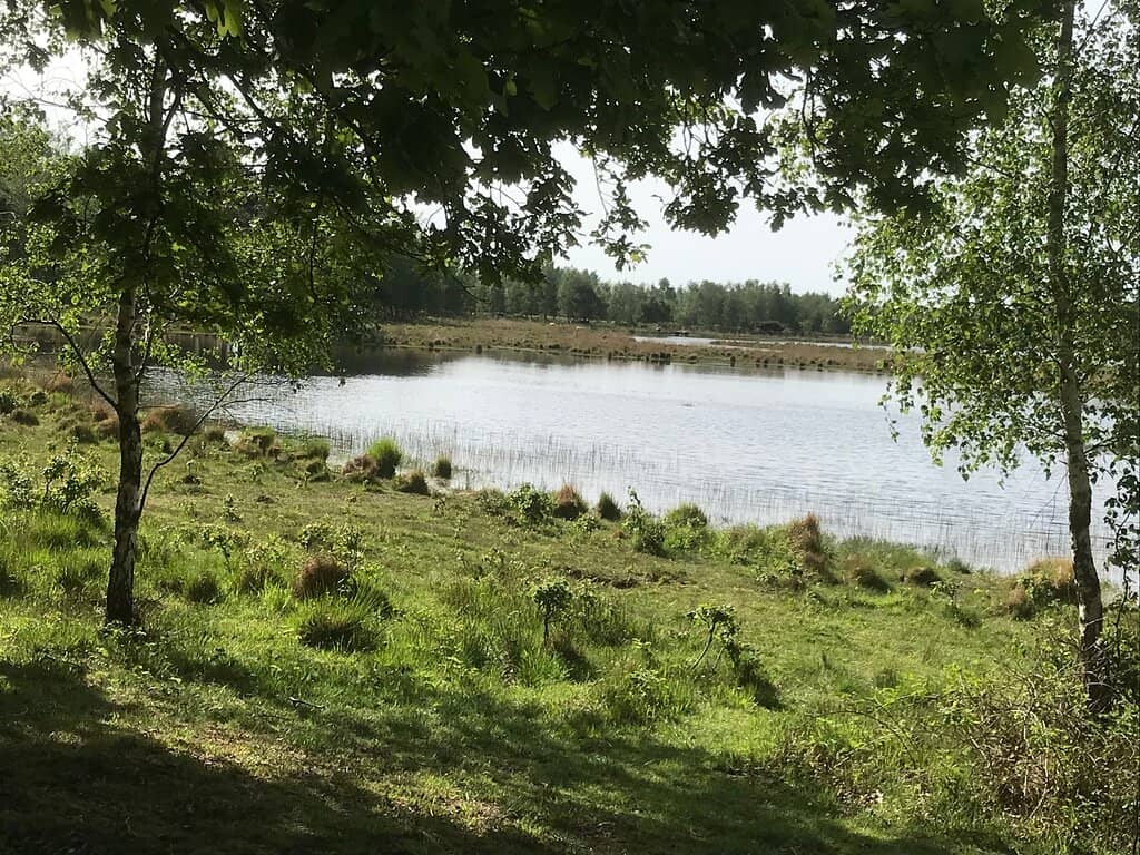 Open Meadows and Forests