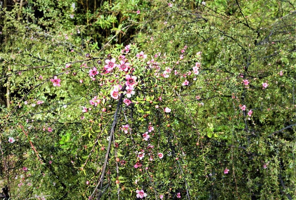 Tranquil Walking Trails