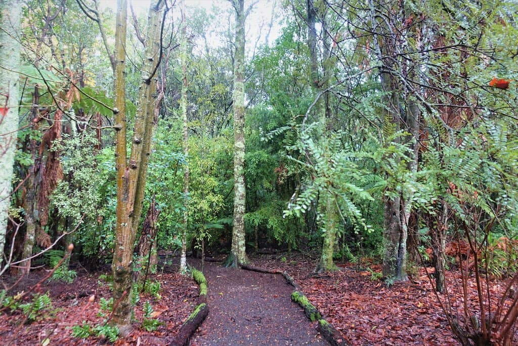 Native Flora & Fauna