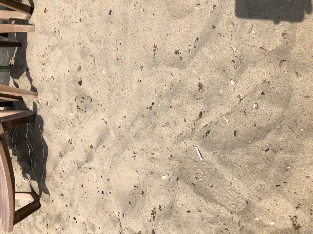 Turtle Nesting Site