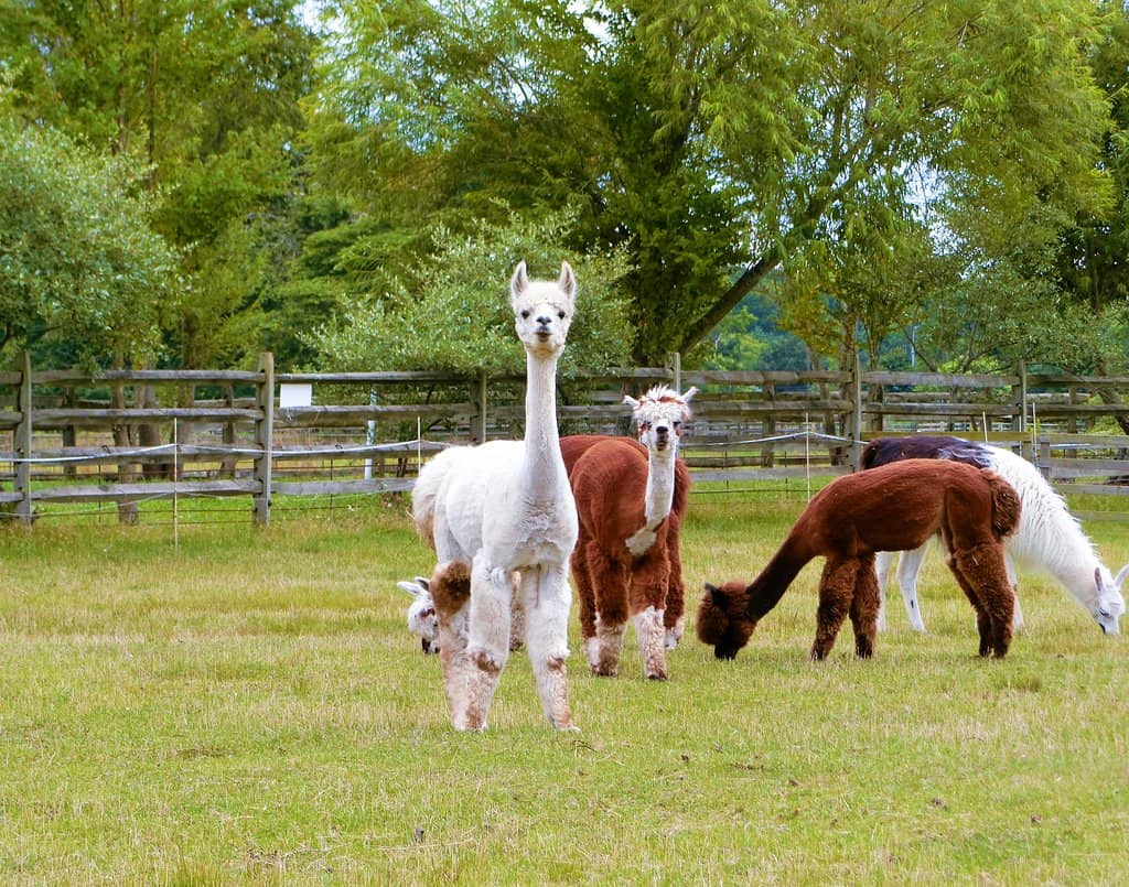 The World's Largest Tomato Plant
