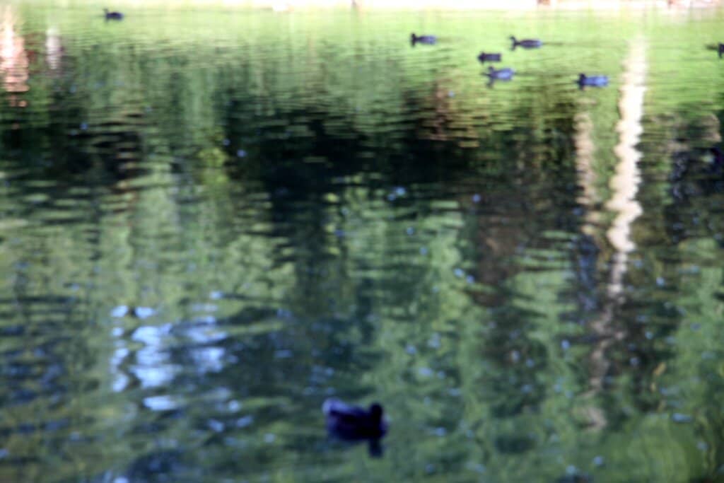 Duck Pond Serenity