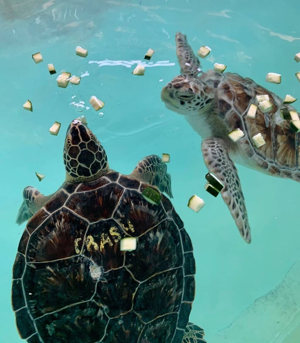 Native Wildlife Walkway