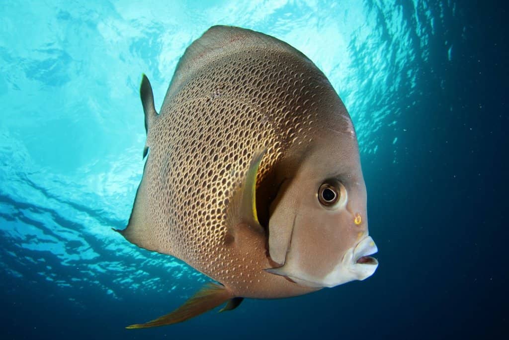 Lionfish Spearing