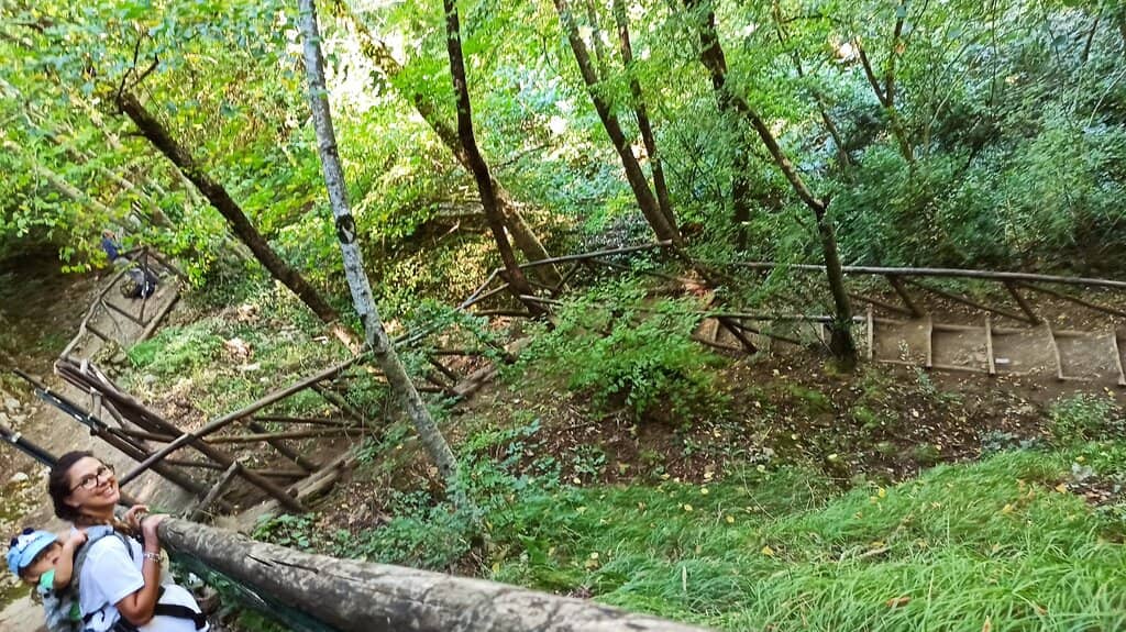 Forest Trails