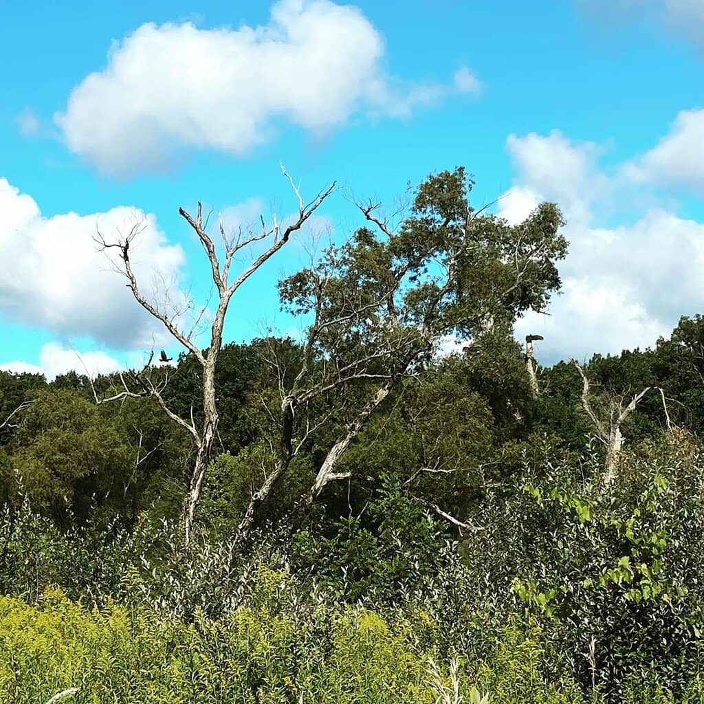 Wooded Nature Trails