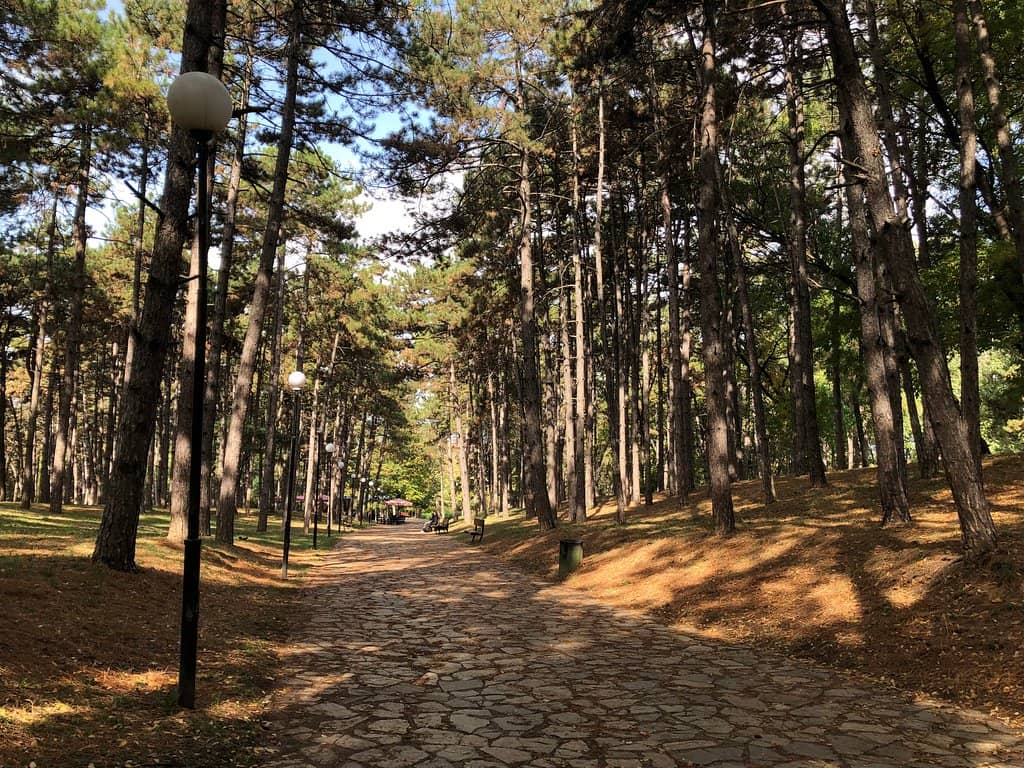 Pine Forest Centerpiece