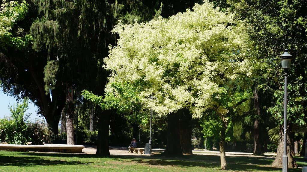 Borghese Gallery and Museum
