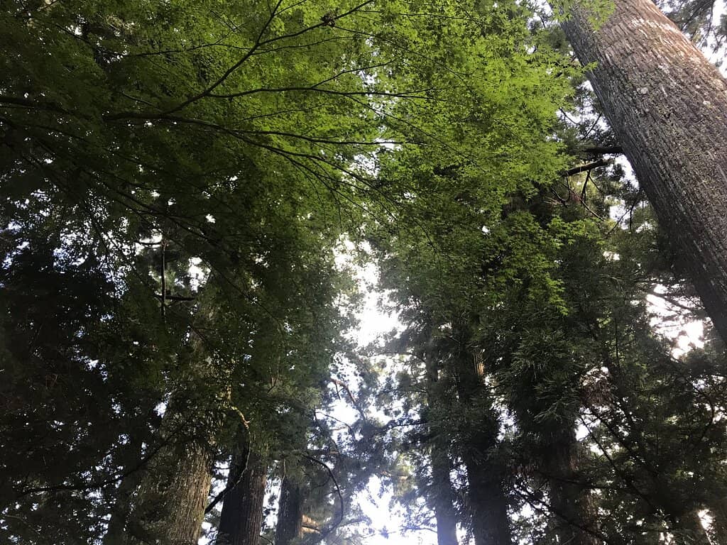 Serene Shrine Architecture