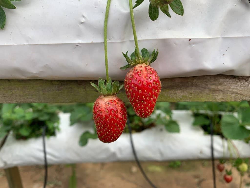 Strawberry Milkshake