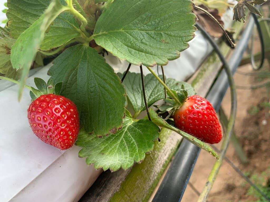 Pick Your Own Strawberries