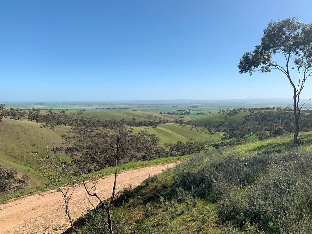 Native Wildlife Spotting